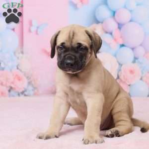 Diesel, English Mastiff Puppy